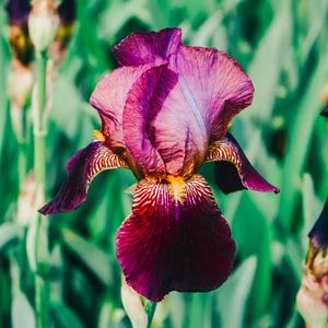 Meet your Posher, Jay